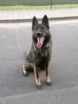 Nemecký ovčiak - 2