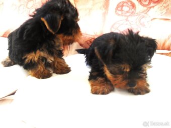 Yorkshirsky terier - 2