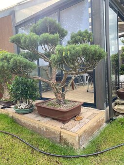 Borovica - záhradný bonsai - 2