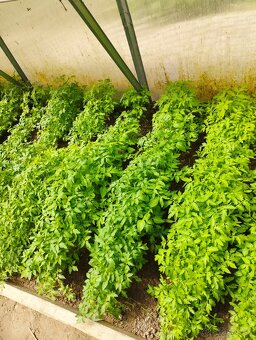 predám priesady planty rajčiny - 2