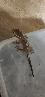 Pagekon axanthic, vymena možna - 2