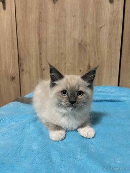 Ragdoll - 2