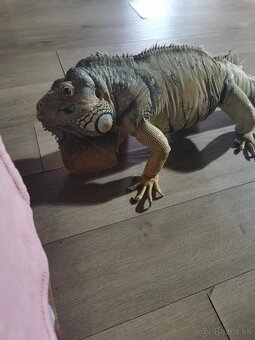 predám túto krásnu samicu Leguana - 2