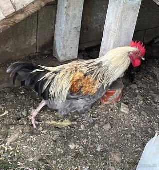 Kohút Marans modrý striebornokrký - 2