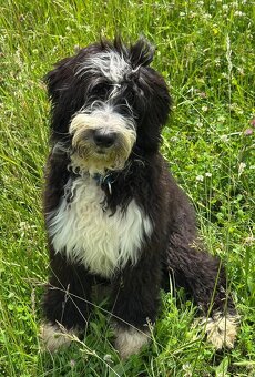 Pejsek BORDOODLE S PP - 2