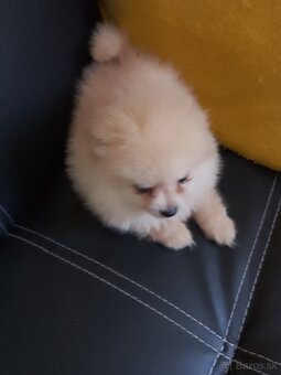 pomeranian - 2