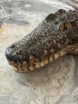 Akvar dekor.krokodil-10€ - 2