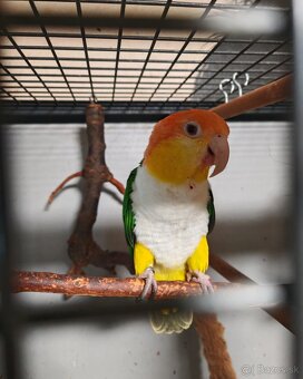 Amazonik bielobruchý - 2