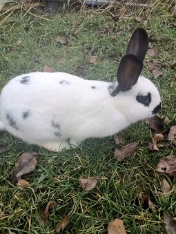 Predáme kraliky - 2