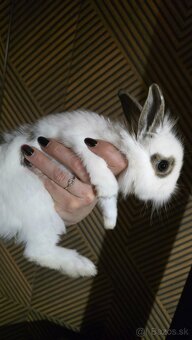 Zakrsly/teddy zajacik - 2