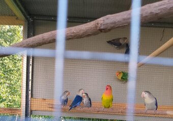 Agapornis Fisher - 2