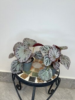 Begónia Rex ‘Chayo’ - 2