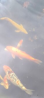 Koi kapor - 2