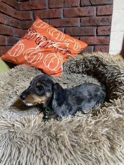 Jazvečík merle - 2