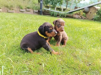 DOBERMAN - šteniatka - 2
