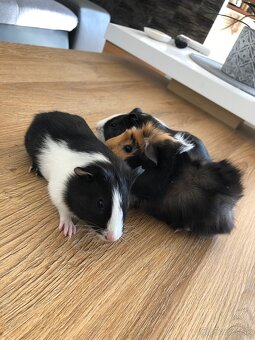 Morské prasiatka - 2