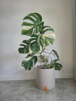 Monstera albo - 2