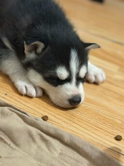Sibírsky husky na predaj - 2
