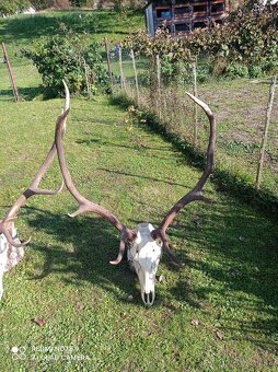 Predám poľovnícke trofeje – jelene a srnce - 2