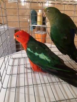 Predam papagaj kralovsky - 2