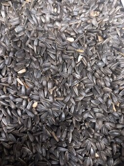 Slnečnica na predaj - 2