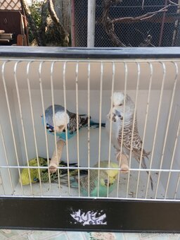 Výstavné andulky - 2