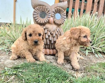 Predam stenata Pudel maly - 2