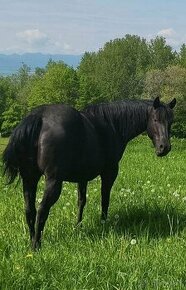 Quarter horse kobyla - 2