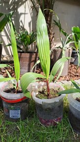 Palma Washingtonia robusta - 2