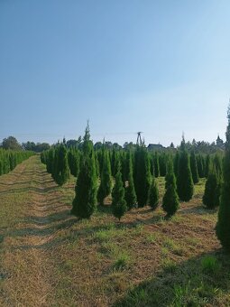 Tuja Smaragd - rôzne veľkosti - 2