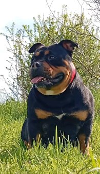 American bully pocket - 2