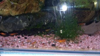 Neocaridina Bloody mary a Orange sakura - 2
