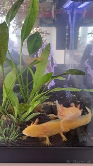 Predám axolotlov s akváriom - 2