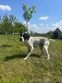 Anglický pointer - 2