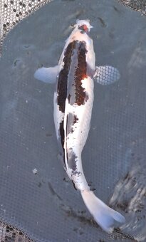 predam original japonskych koi - 2