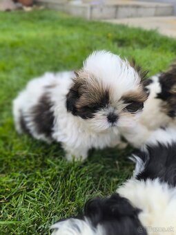 Predám šteniatka Shi-tzu ši-cu šicu shihtzu - 2