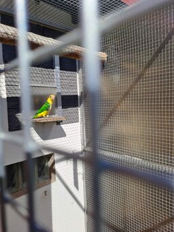 Predám eklektusov polychloros a amazónika bielobruchého - 2