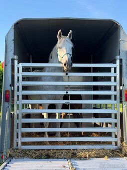 Predaj Shagya Arab kobyla + žriebä (aj samostatne) - 2