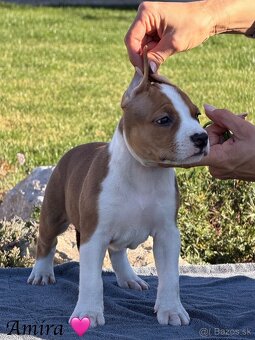 Amira 🐶 Americký Stafordšírsky teriér s PP 🐾🩷🩵 - 2