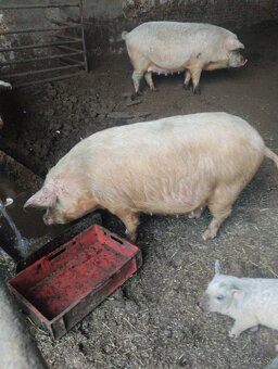 Prašné prasnicky - 2