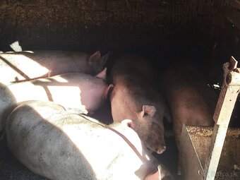 Predám ošípané - 2