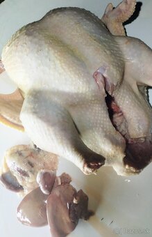 Brojlerové morky - 2