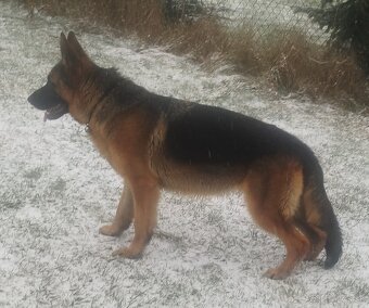 Nemecký ovčiak - 2