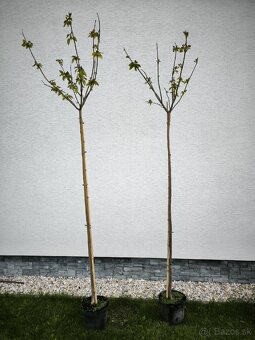 Katalpa bignóniovitá 'Nana' - 2