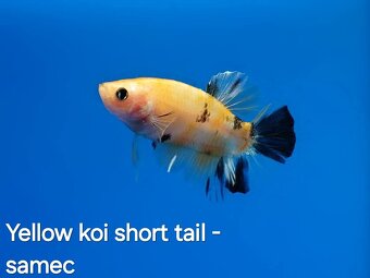Betta splendens- Yellow Galaxy koi - 2