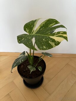 Monstera thai constalation - 2