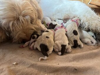 Spinone italiano - šteniatko - 2