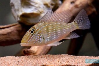 Satanoperca jurupari - 2