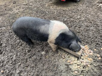 Preštické prasa - 2