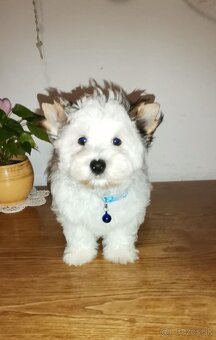 Yorkshirsky terier,  biewer,  york - 2